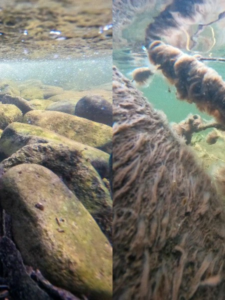 ‘What I found was disgusting’: Alarm bells over salmon farm discharge into Hobart’s drinking catchment