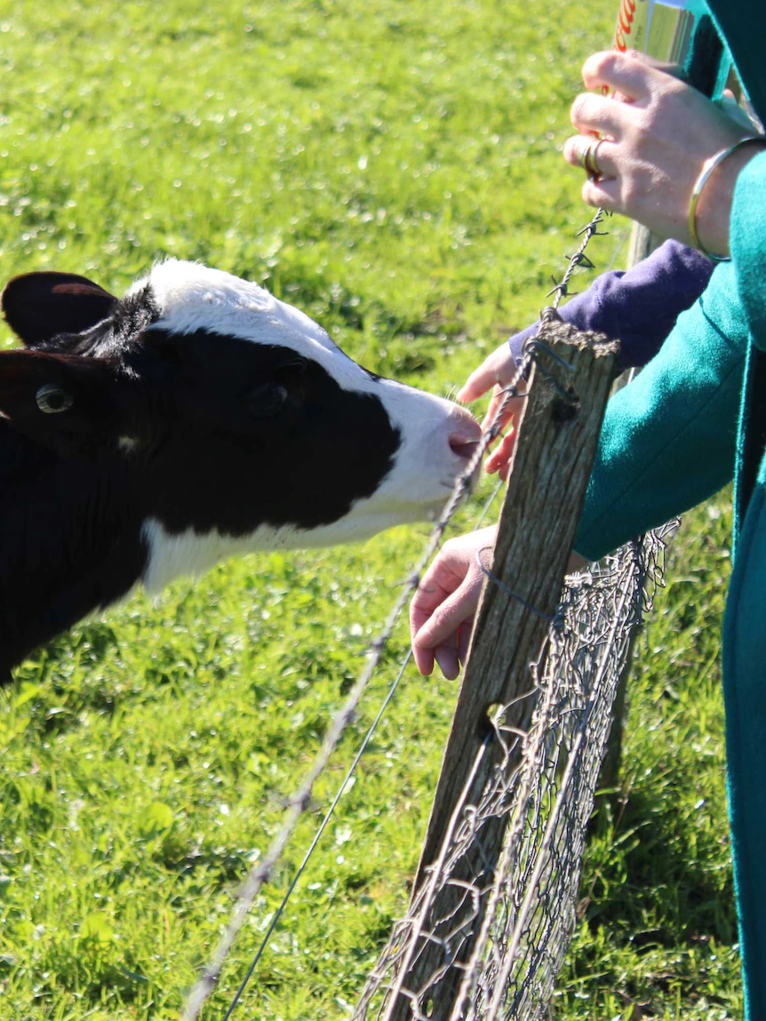 South Australia’s contemporary lead agriculture teacher to ‘reconnect younger folks’ with the origins of meals and fibre