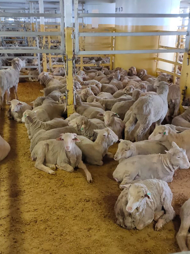 What is the future for dwell animal exports in Australia?