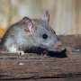 Original look ‘exonerates’ urban pests be pleased rats as one-of-a-kind illness reservoirs