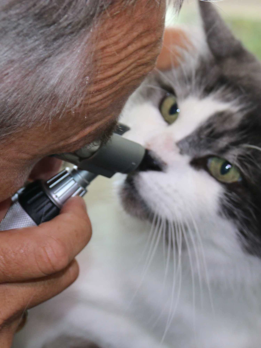 How vets must carve the fee of treating sick pets