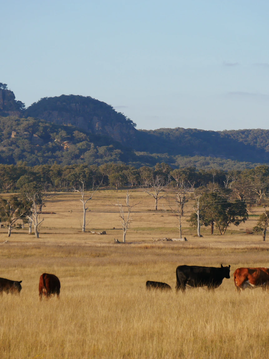 ‘Plenty less passion’ greenfield coal exploration successfully dominated out by NSW authorities