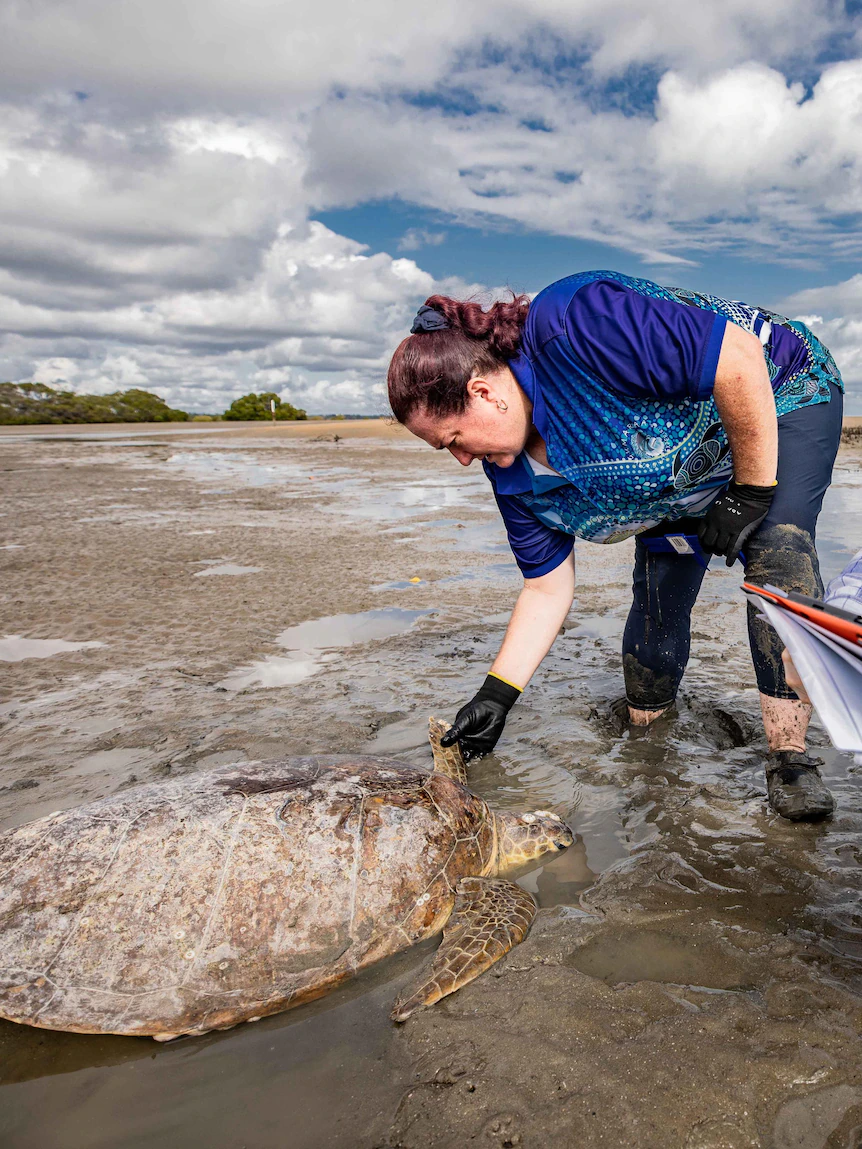 Mystery situation eating away turtle shells and ‘exposing bones’ after flooding