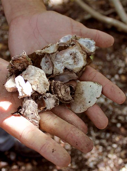 Oyster harvesting is in Lorraine Woolley’s blood, and he or she has a message for the trade