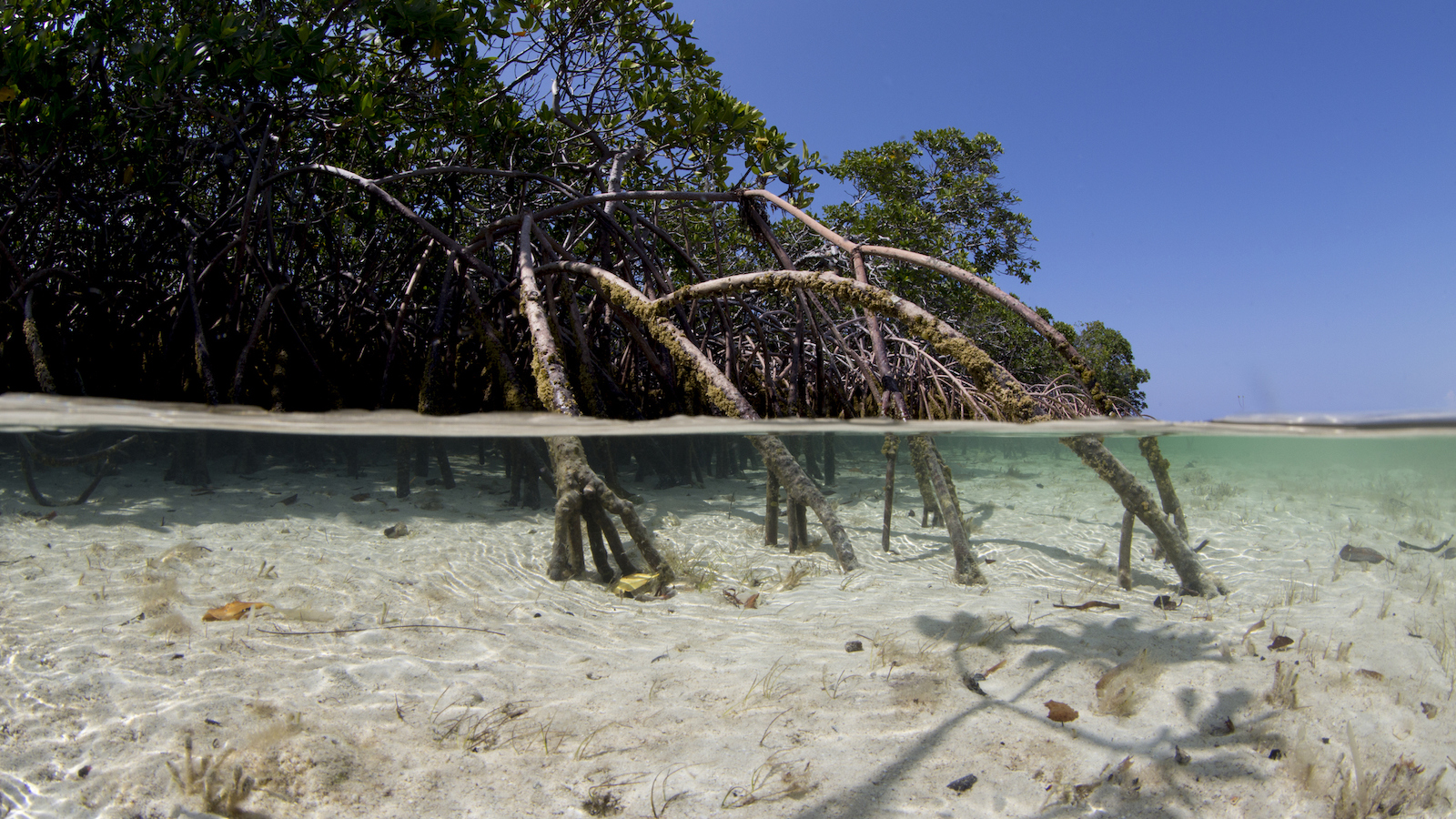 Companies can quickly originate paying the Bahamas to retailer carbon within the ocean