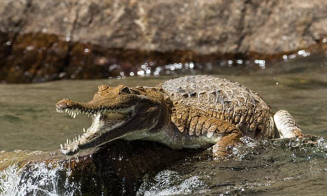 Awe as woman is attacked by a crocodile in Western Australia and is rushed to scientific institution – Day-to-day Mail