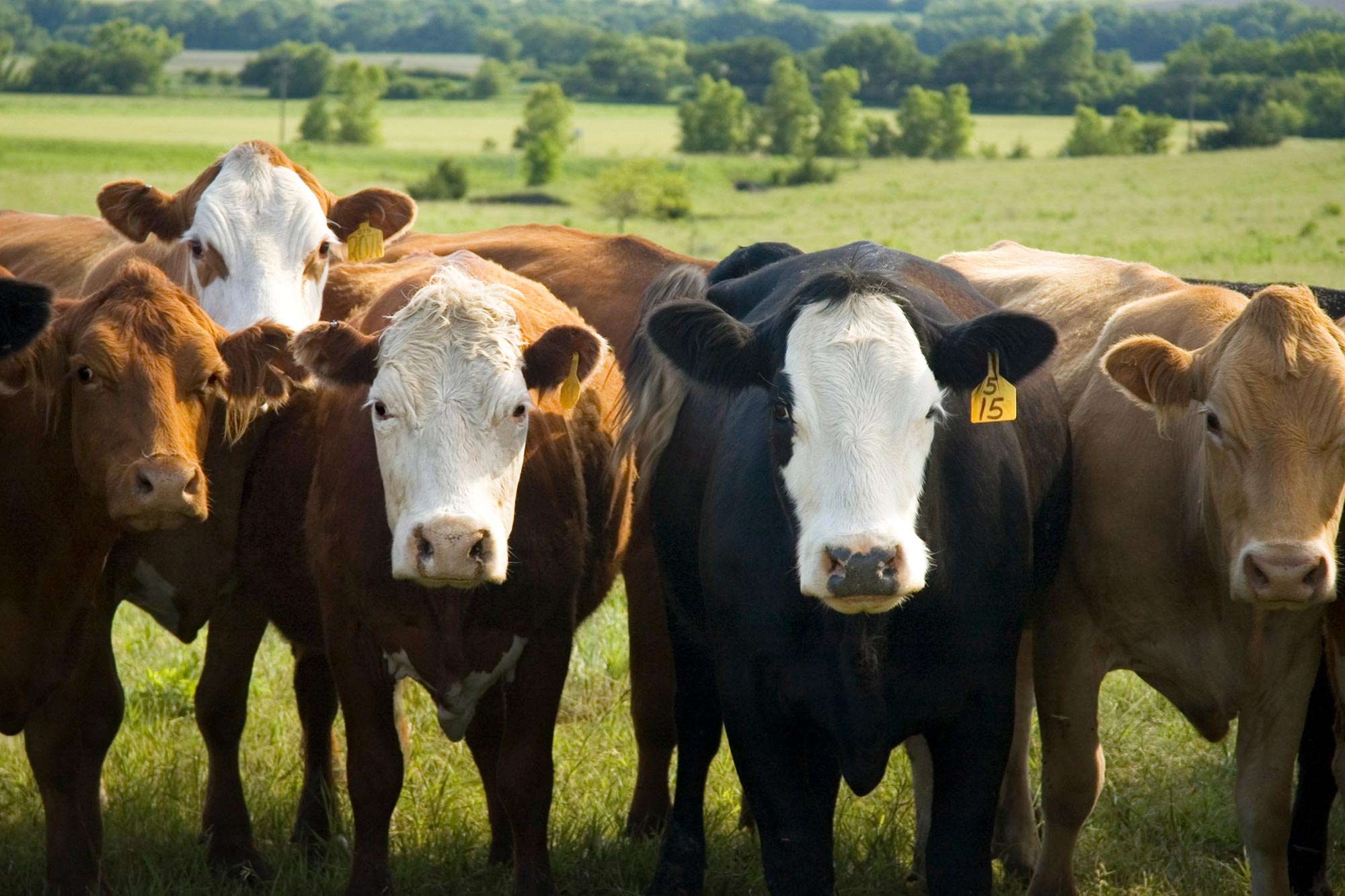 “Microbial Protein” – Fungi-Based Meat Which that you just can imagine picks Can Attend Set Earth’s Forests