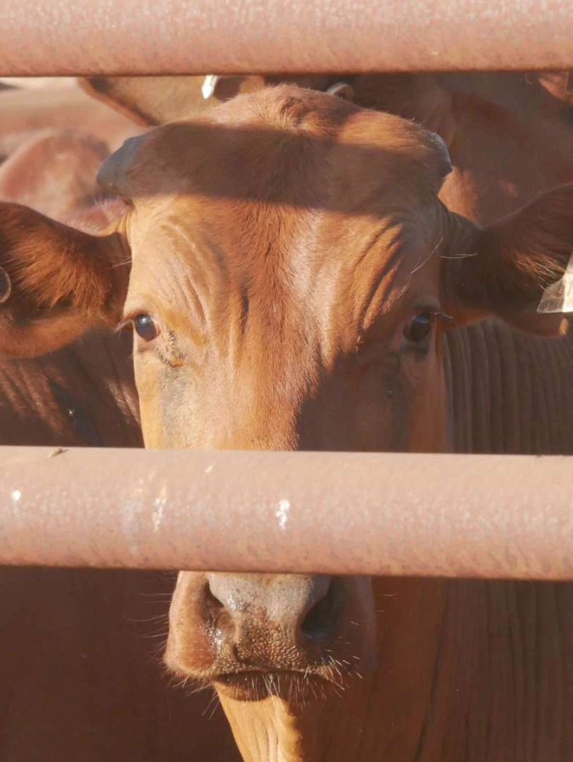 Pilbara export depot and feedlot up for sale amid alternate lull