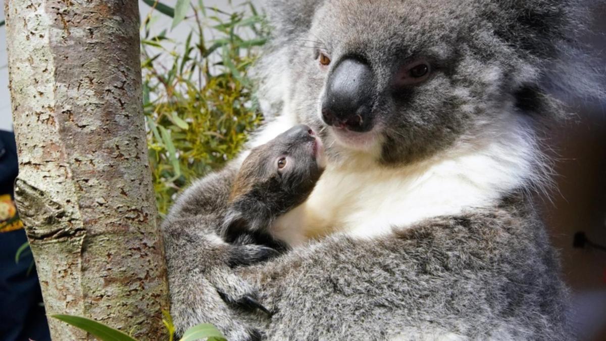 First UK-born southern koala named Hazel