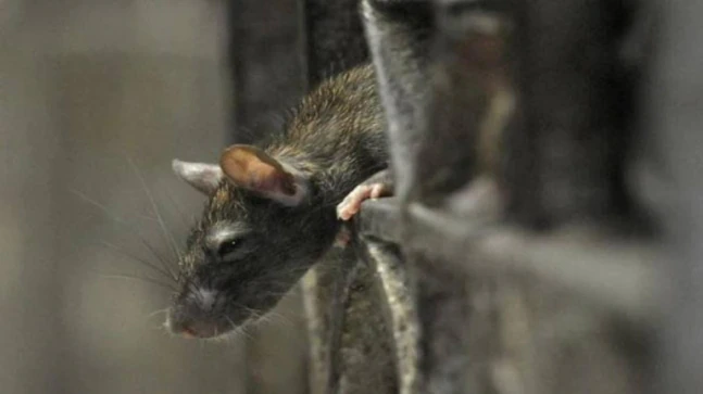 Three-day-passe toddler bitten by rats in govt sanatorium in Jharkhand, probe ordered