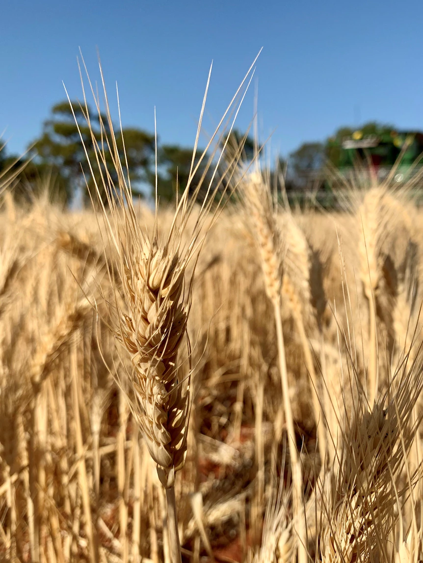 Australia’s most attention-grabbing wheat processor gets $85 million to chop emissions