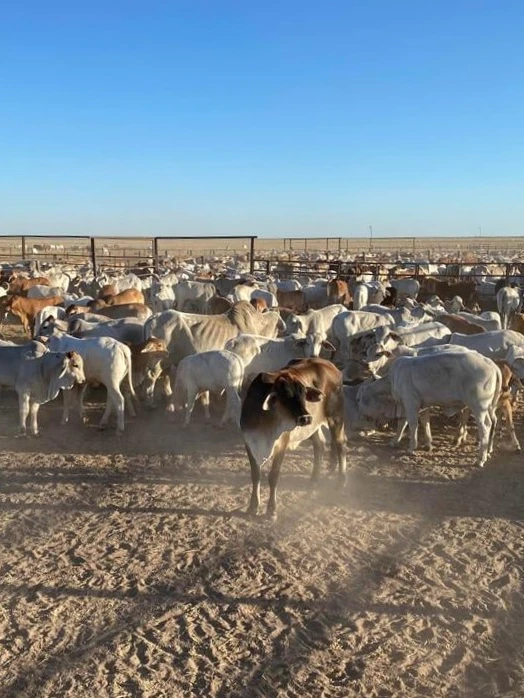 High End wet season fails cattle country as pastoralists cross fingers for a ‘September ruin’