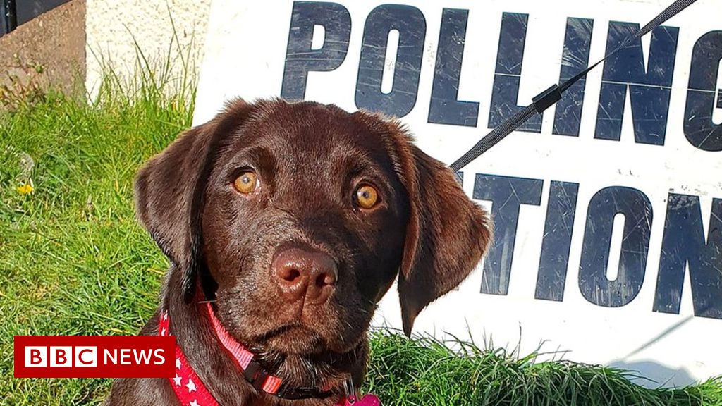 Election 2022: Canines at polling stations