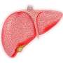 CDC probing 109 liver diseases in kids, at the side of 5 deaths