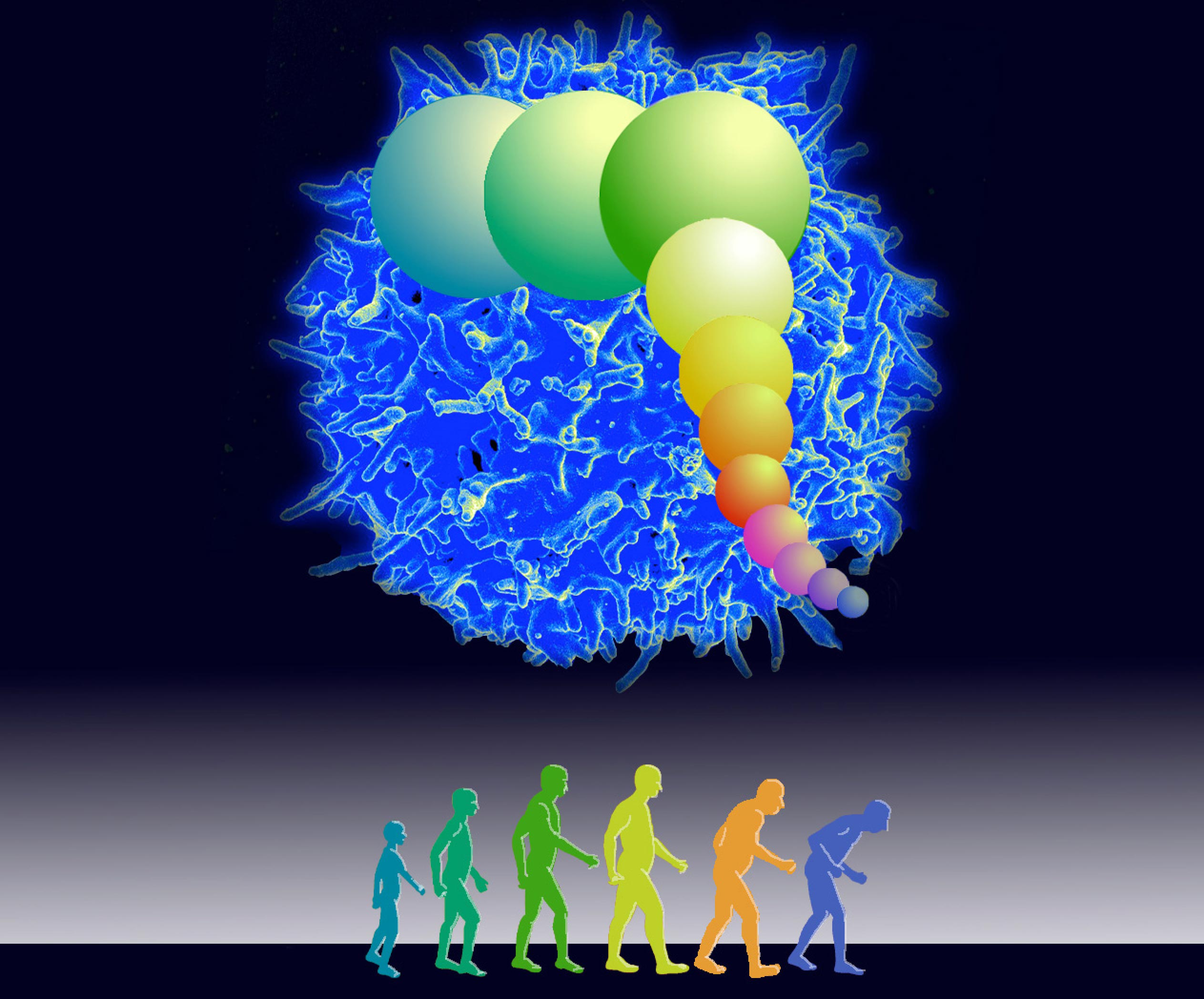 Genetic Limit on Cell Division Would possibly maybe maybe maybe also Impress COVID-19 Deaths Amongst Aged