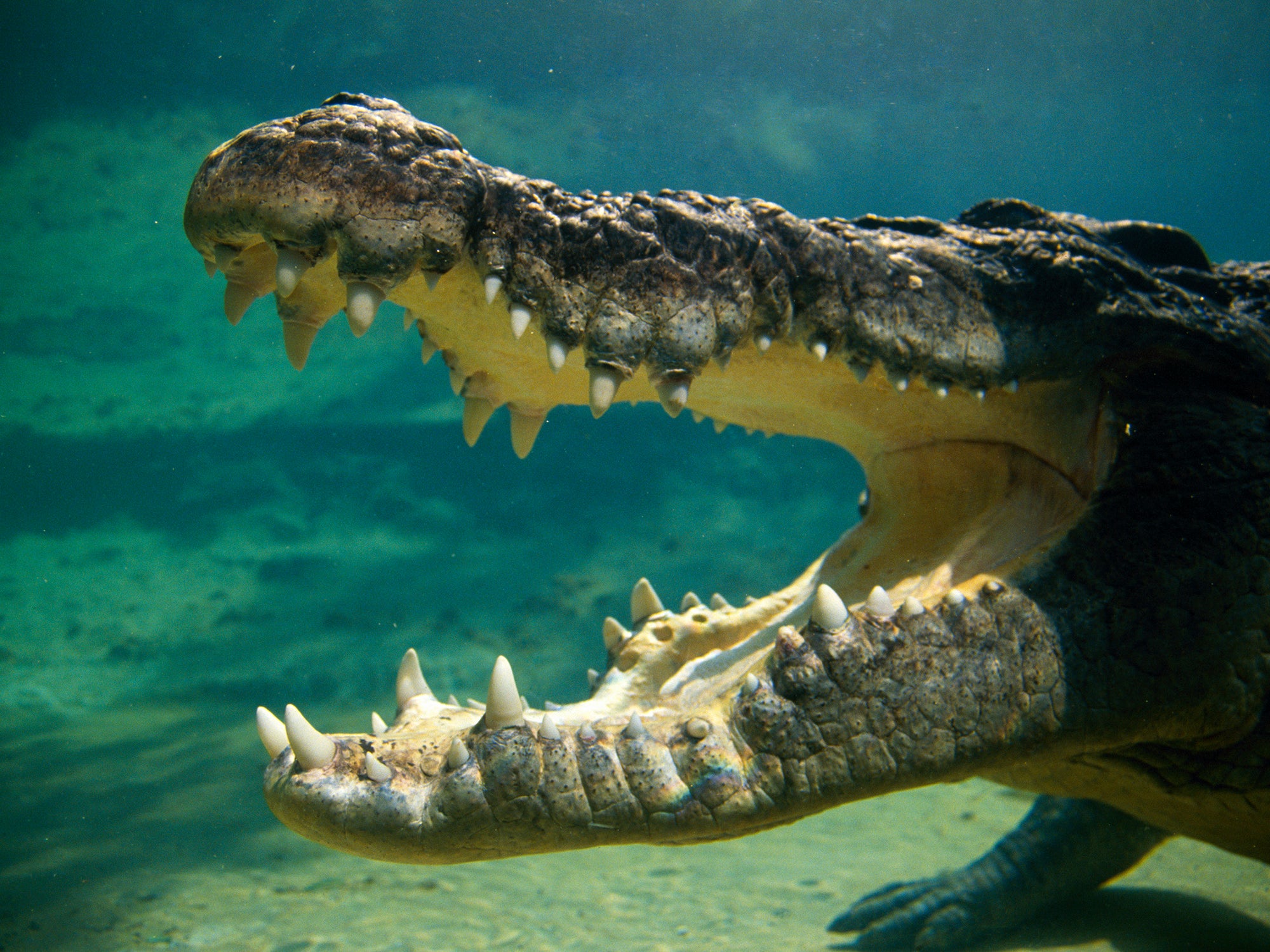 Saltwater crocodiles are arresting a host of feral hogs in Australia