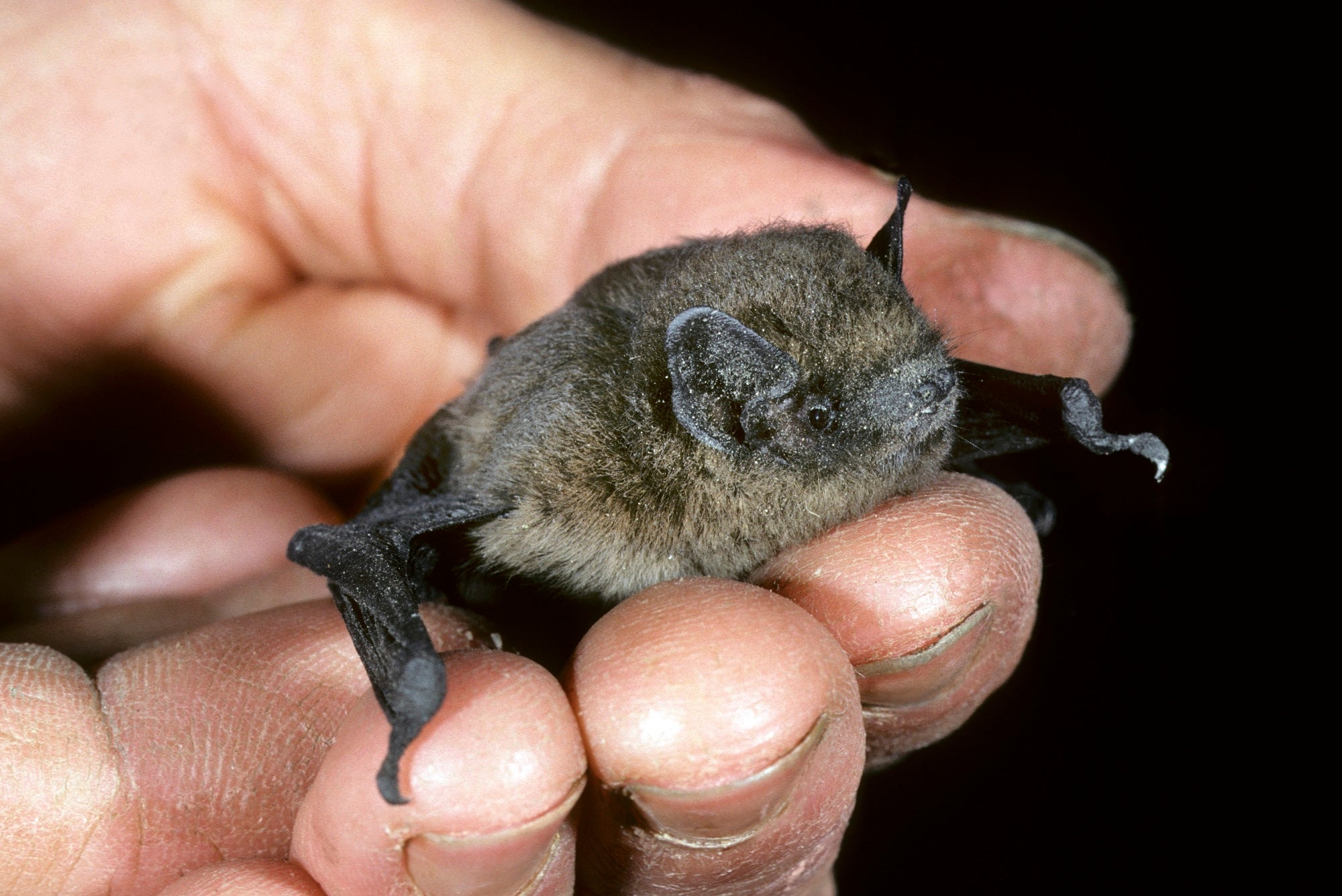 This itty bitty bat flew at some stage in two continents at verbalize lope