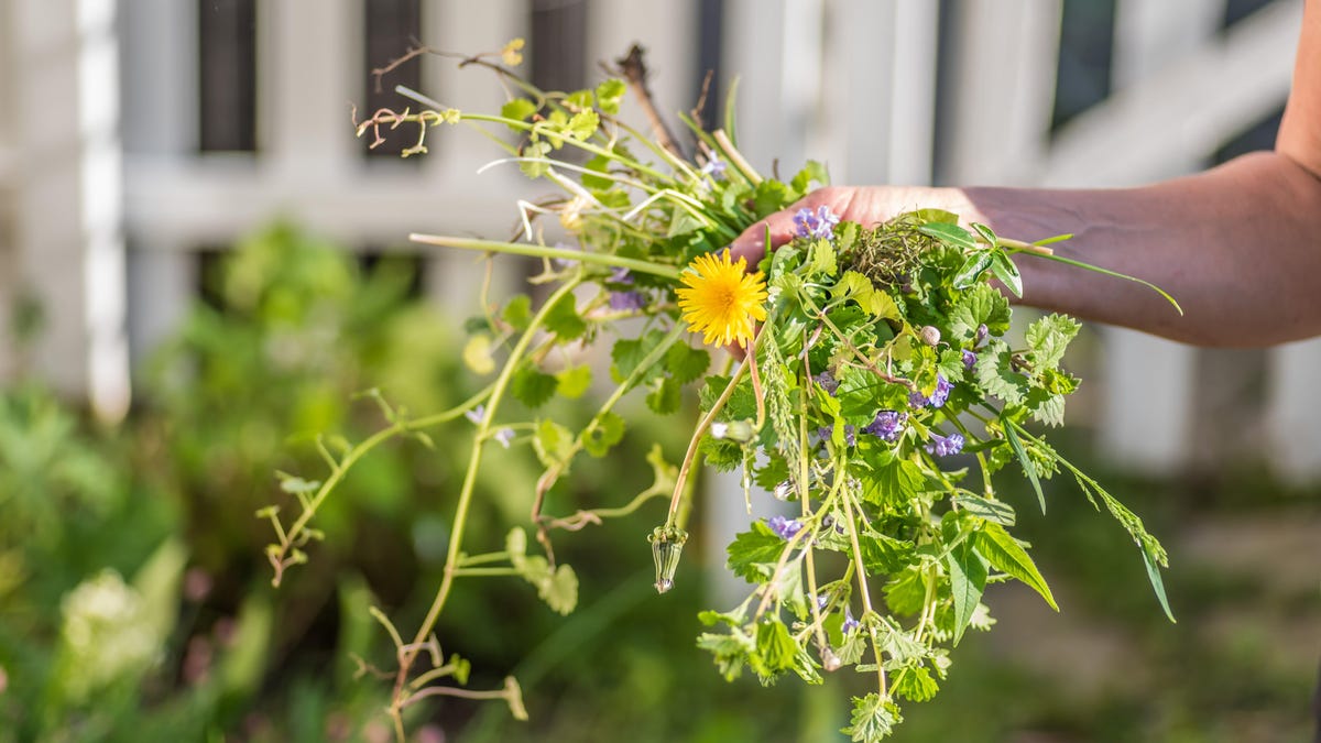 Programs to Compost Weeds With out Undoubtedly Planting Them