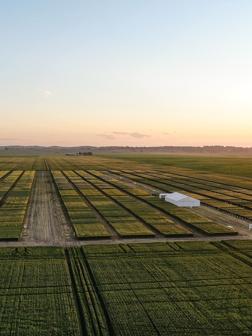 ‘Decrease short’: Climate trade analysis project and 30 jobs at chance amid alleged govt funding uncertainty