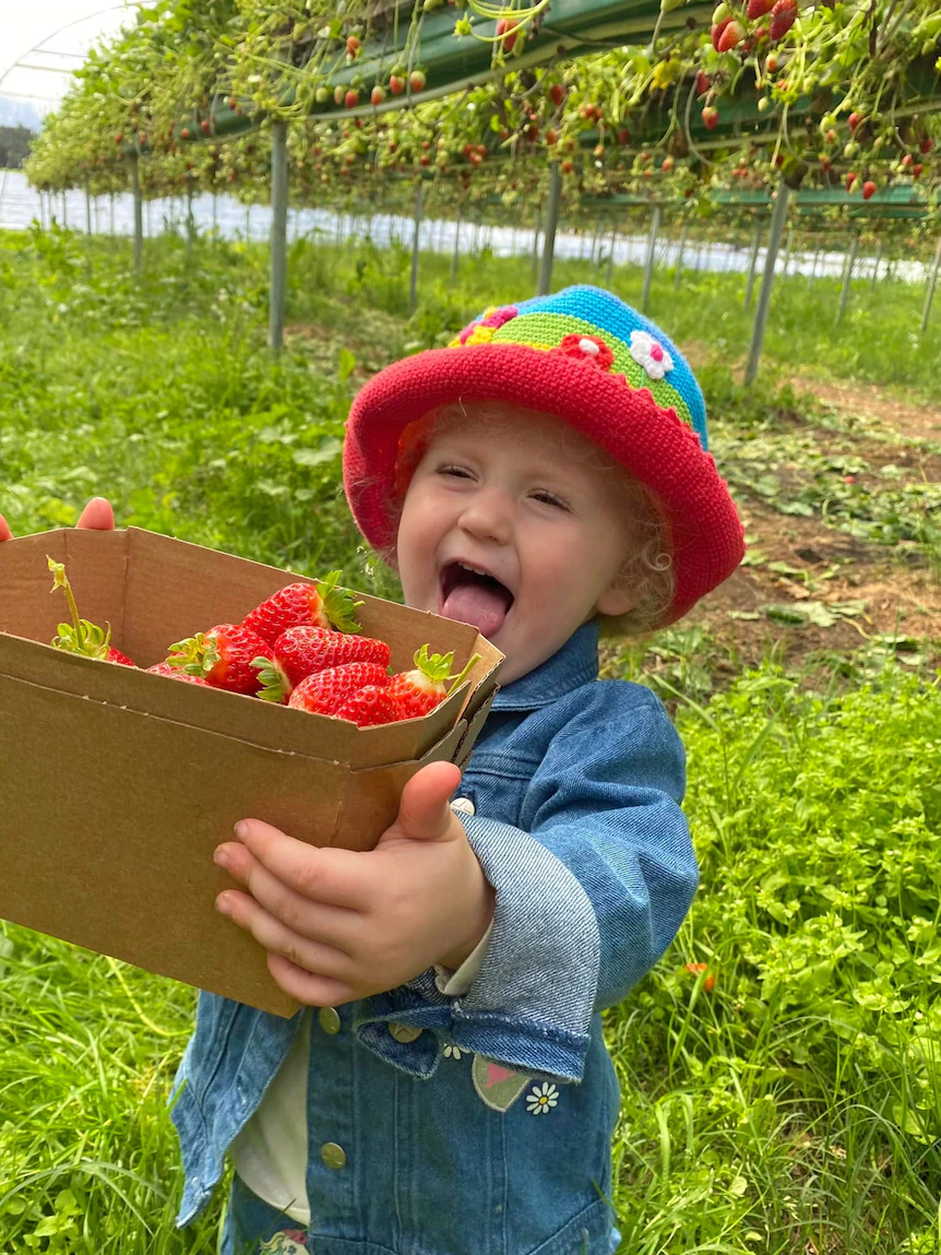 Why are strawberries so sweet honest now?