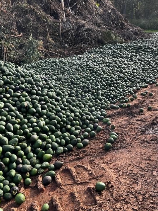 Avos smashed: Why are truckloads of avocados being dumped in Queensland?