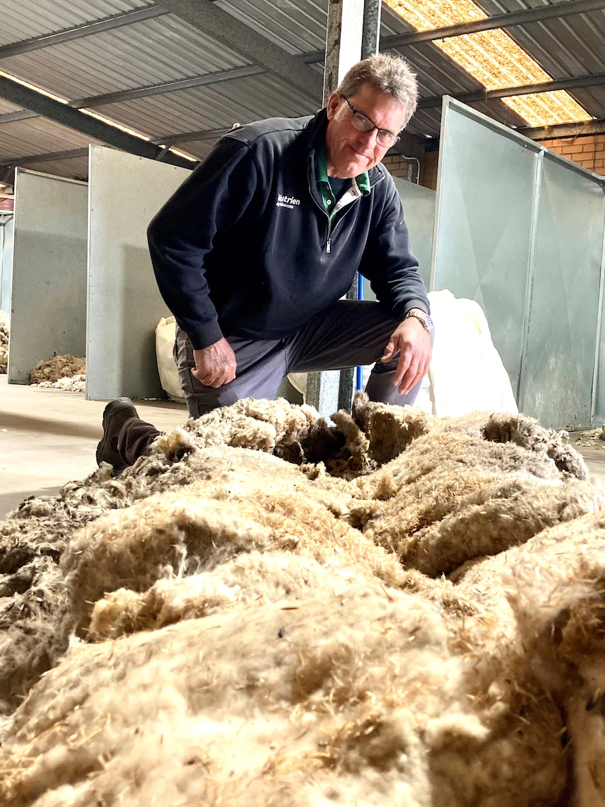 Ewe kidding? ‘Mammoth Sheep’ fleeced of his wool after seven years on the fade