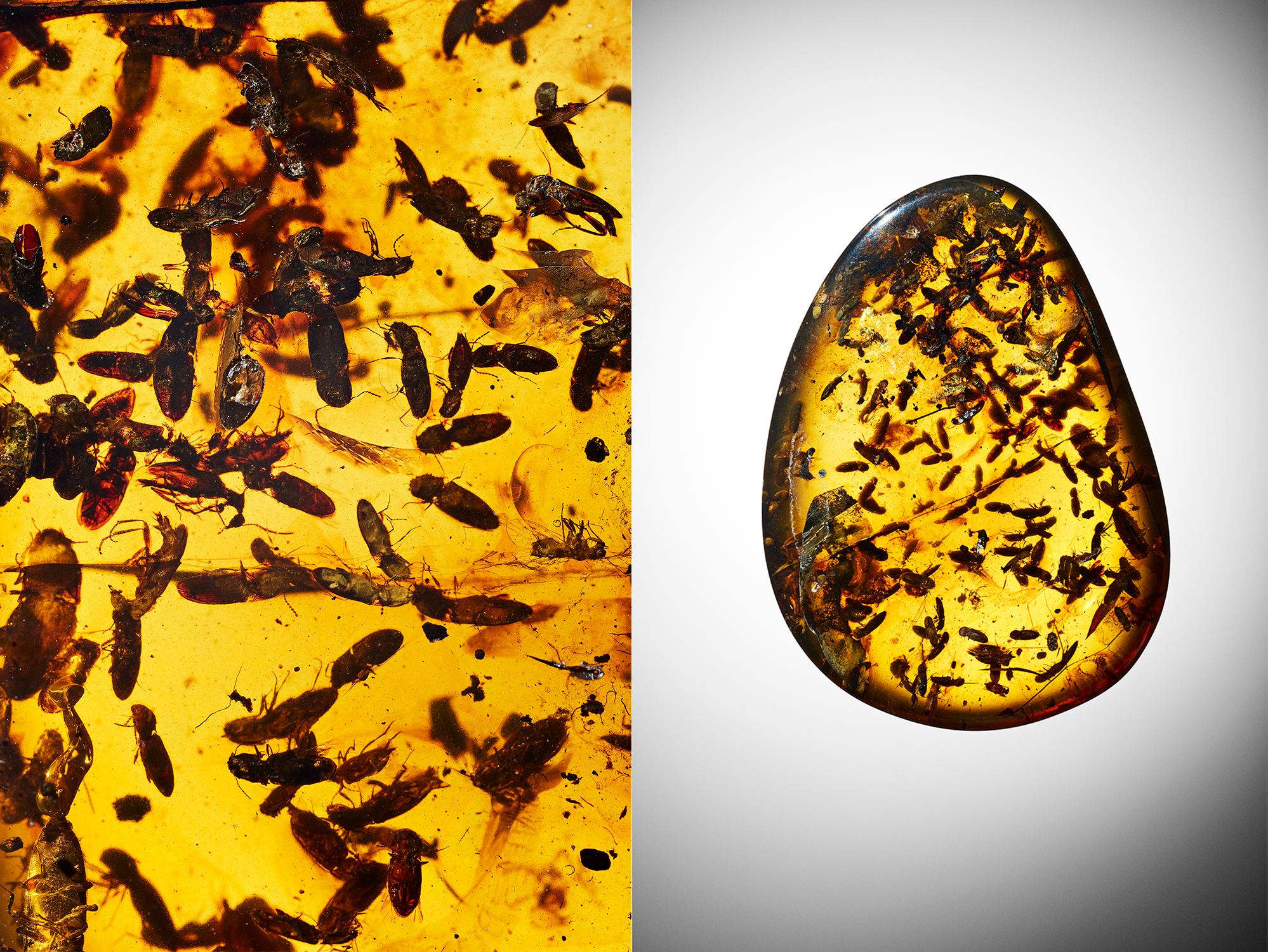 A halt gaze at amber fossils which safe stuck thru the ages