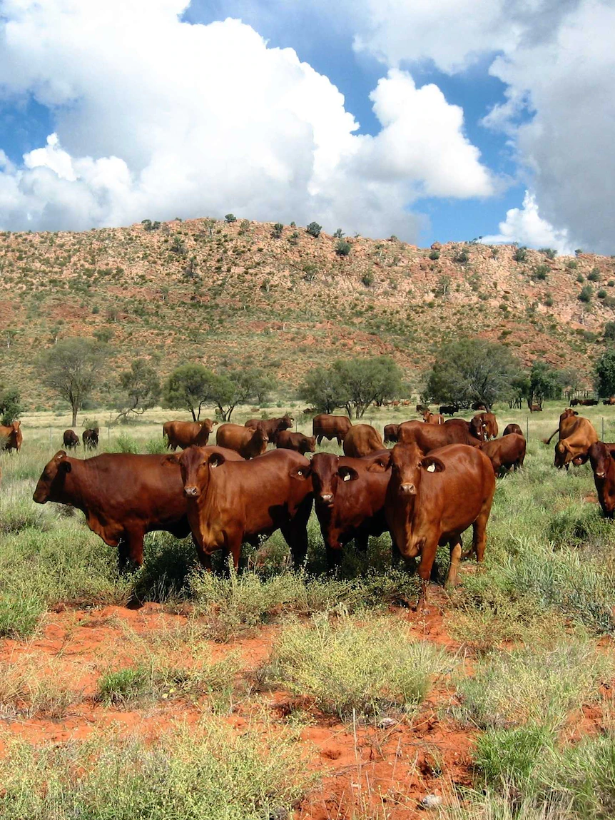 Does Australia bask in ample vets to address a foot-and-mouth disease outbreak?