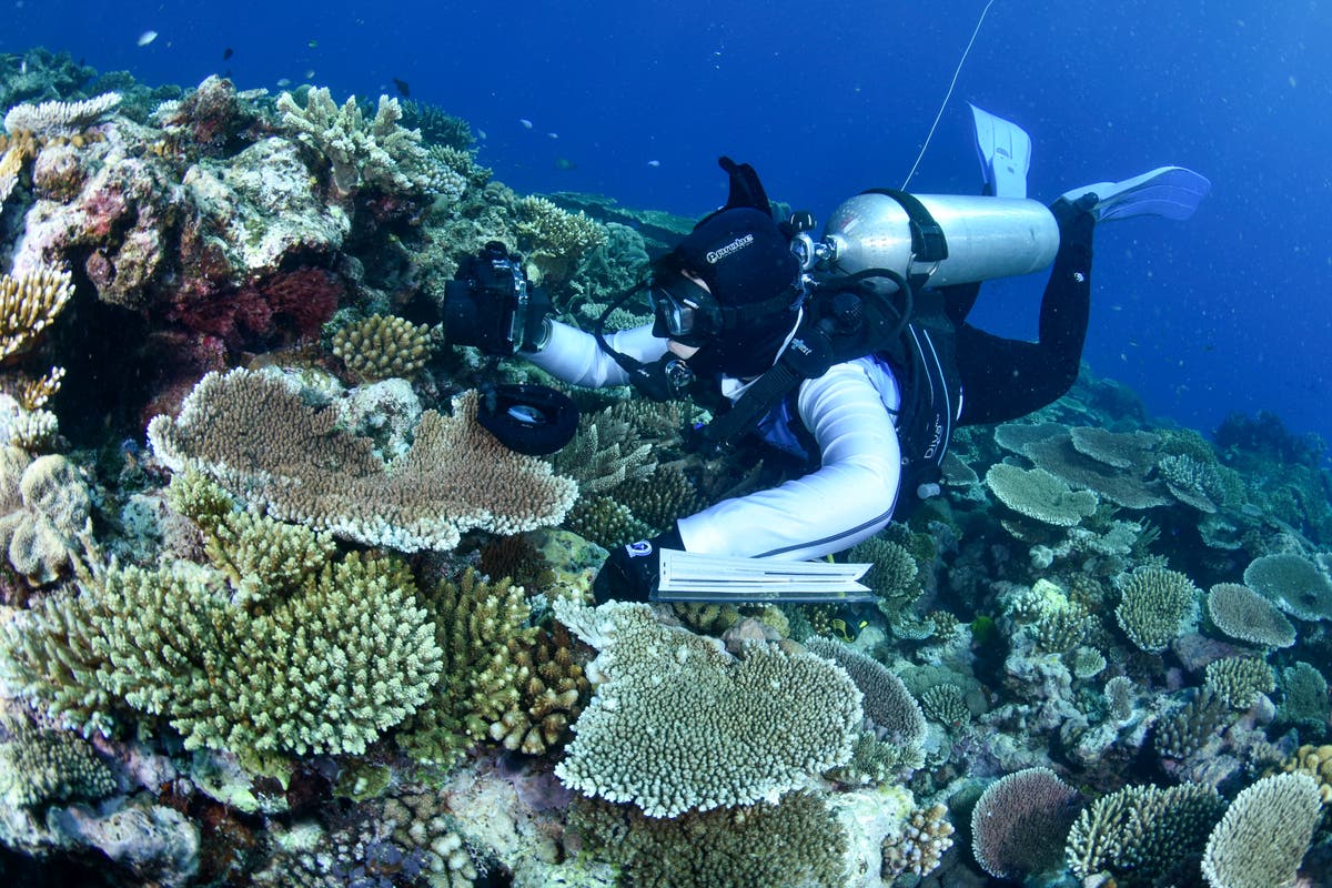 Most Substantial Barrier Reef coral studied this one year became once bleached – The Impartial