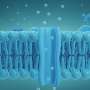 Artificial cell membrane channels gentle of DNA also can be opened and locked with a key