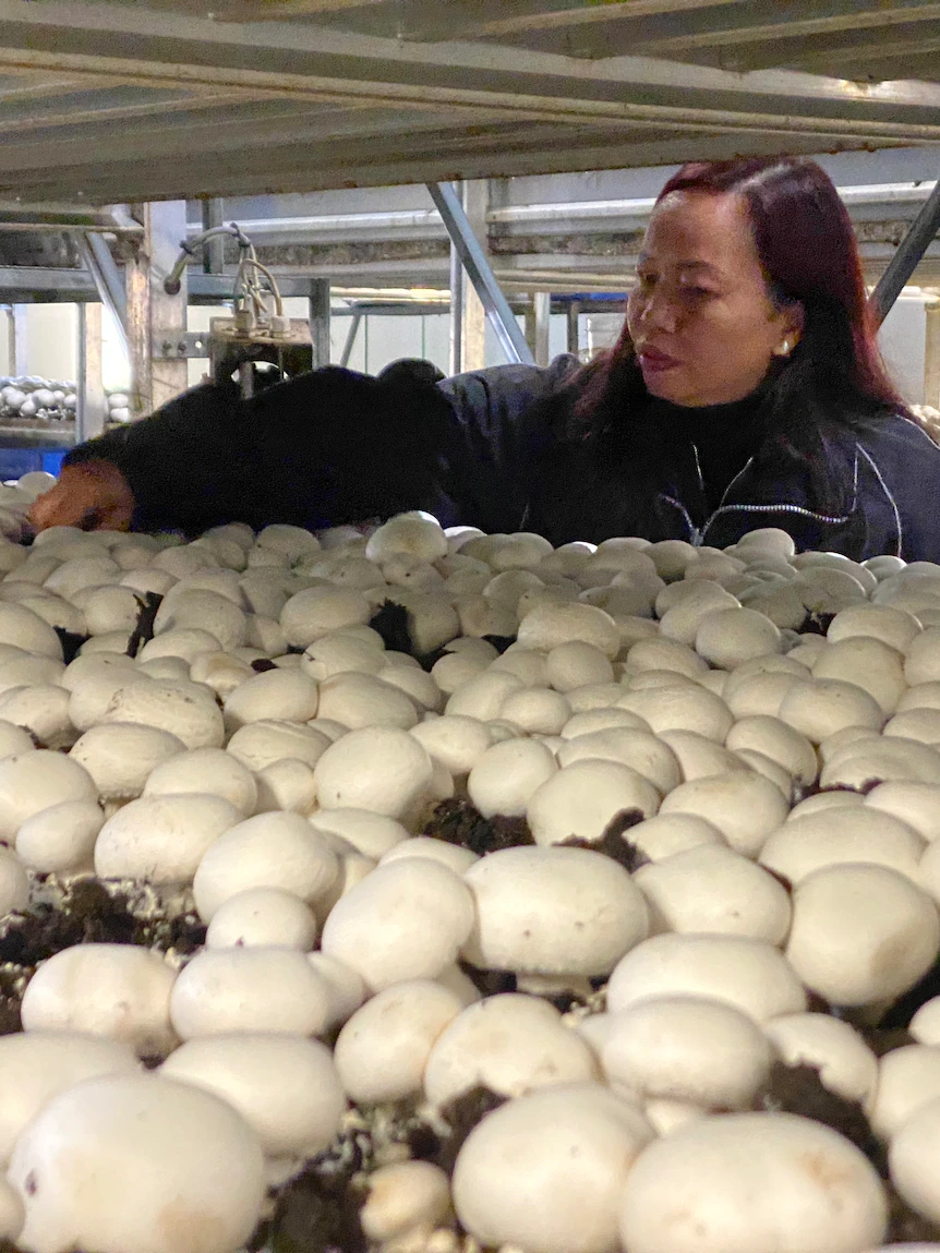 Helen’s mushroom-growing industry survived COVID quite unscathed nonetheless now one other arena is threatening her livelihood