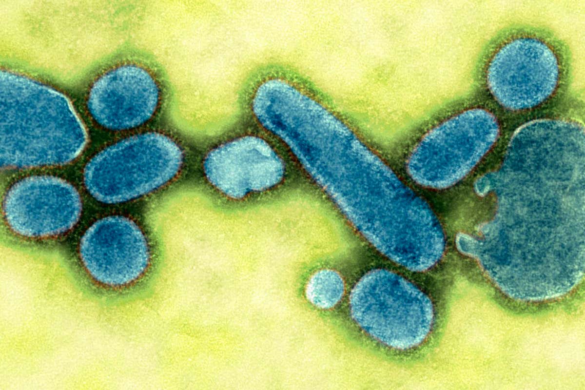 Lethal 1918 flu pandemic will likely be supply of latest milder seasonal virus