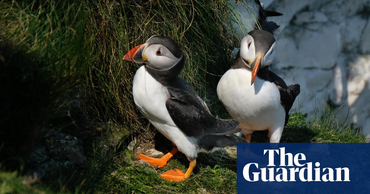 Rare UK seabirds attach at risk by ‘alarming loophole’, whisper campaigners