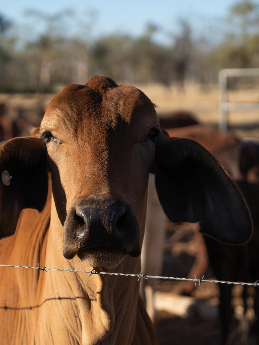 Stay export ban class action costs may perchance well well be as much as $2bn, amid delays in compensation payouts