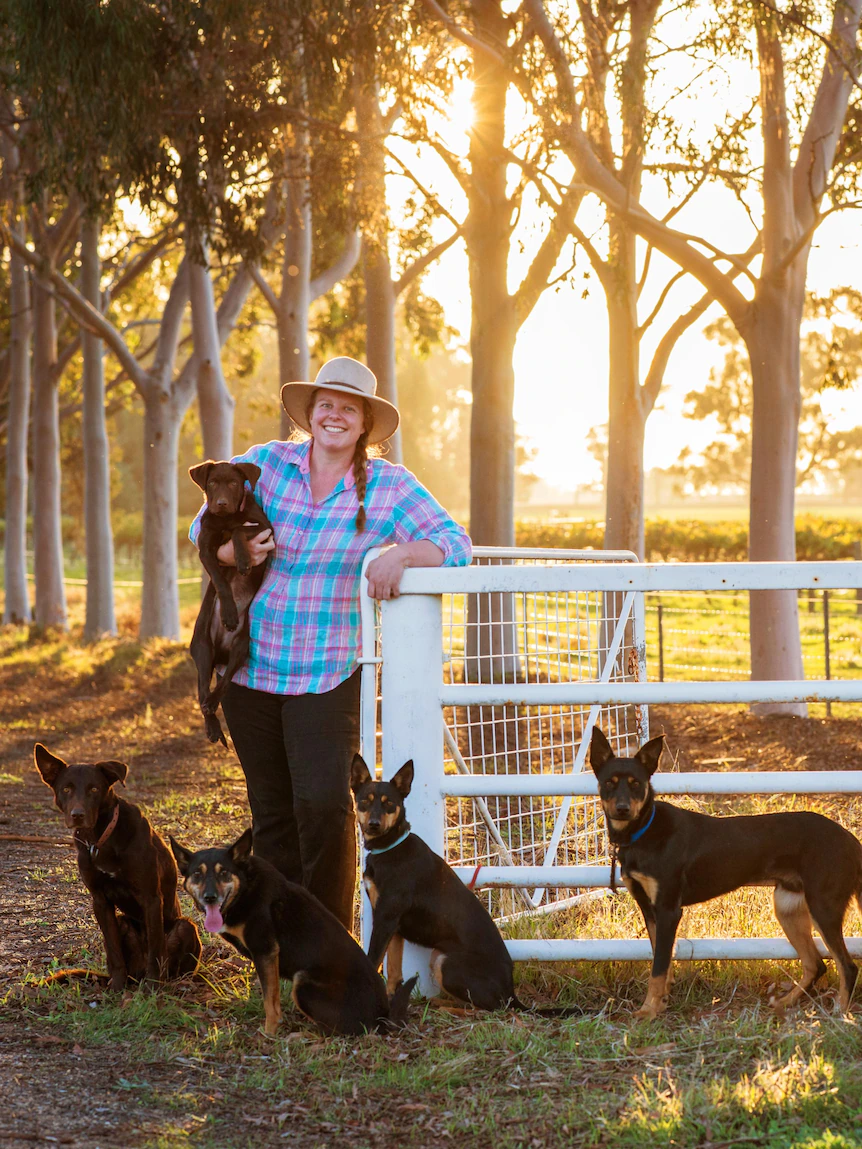 Charity serving to to rehome working canines from struggling farms and obtain them a job