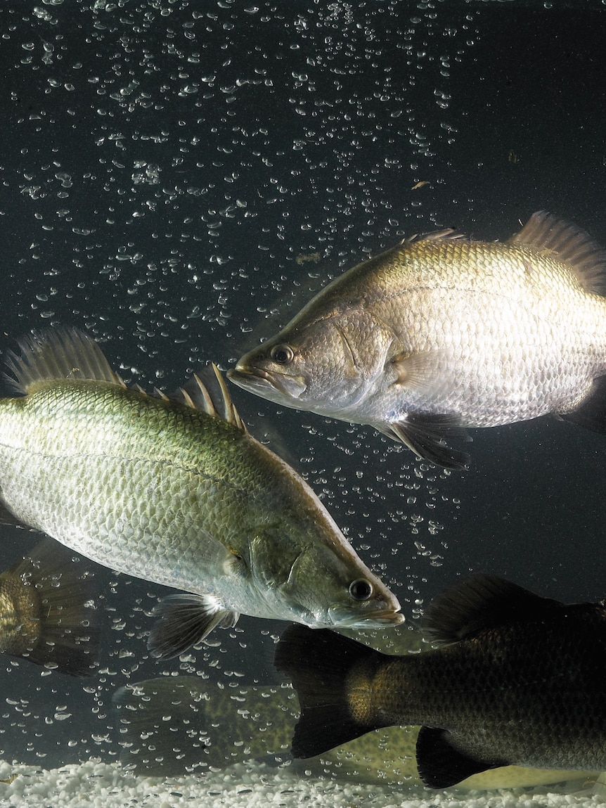 Plans development on Victorian barramundi farm that aims to change imports