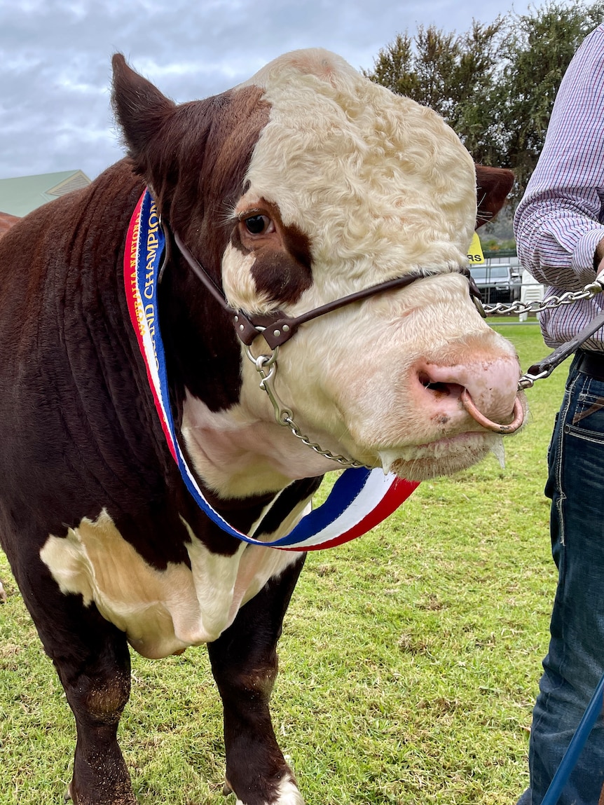 Hereford bull weighing over a tonne sells for $130,000 at nationwide sale