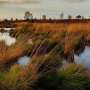 More states desire energy to approve wetlands development