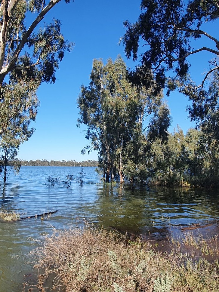 Rice grower fills lake to bring plant life and fauna lend a hand to the farm after soaking rain