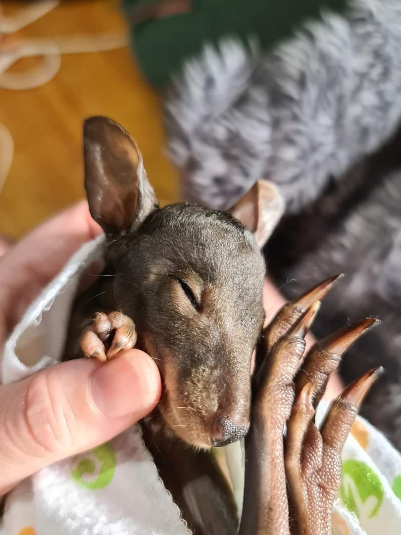 The family who chanced on this orphaned animal thought they were helping it — but what they did resulted in the different