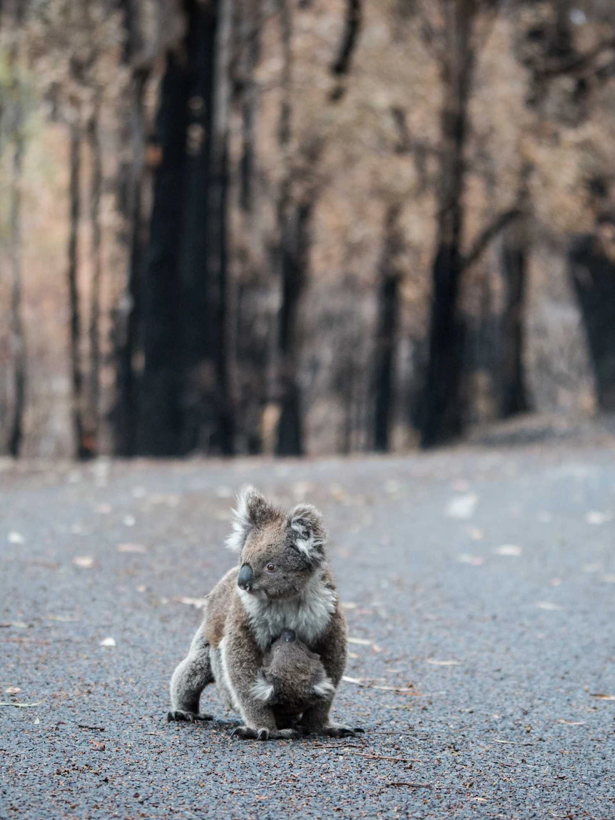 This app means that you simply can fetch threatened species to your instruct — and petition your local member