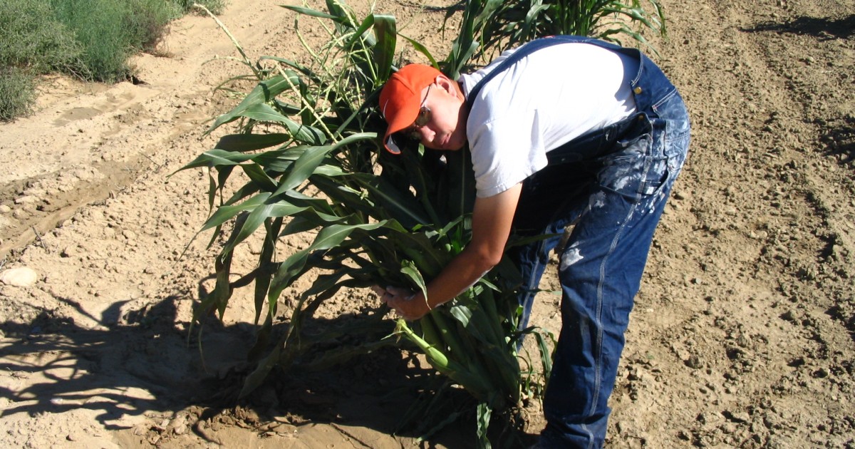 The Hopi farmer championing Indigenous agricultural knowledge