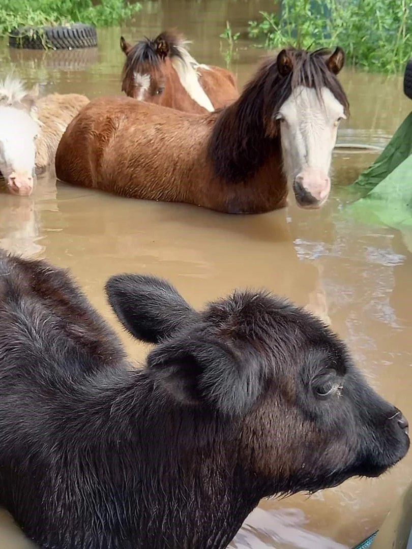 Buckled farmers brace for more peril as mud flies at ‘clueless’ minister