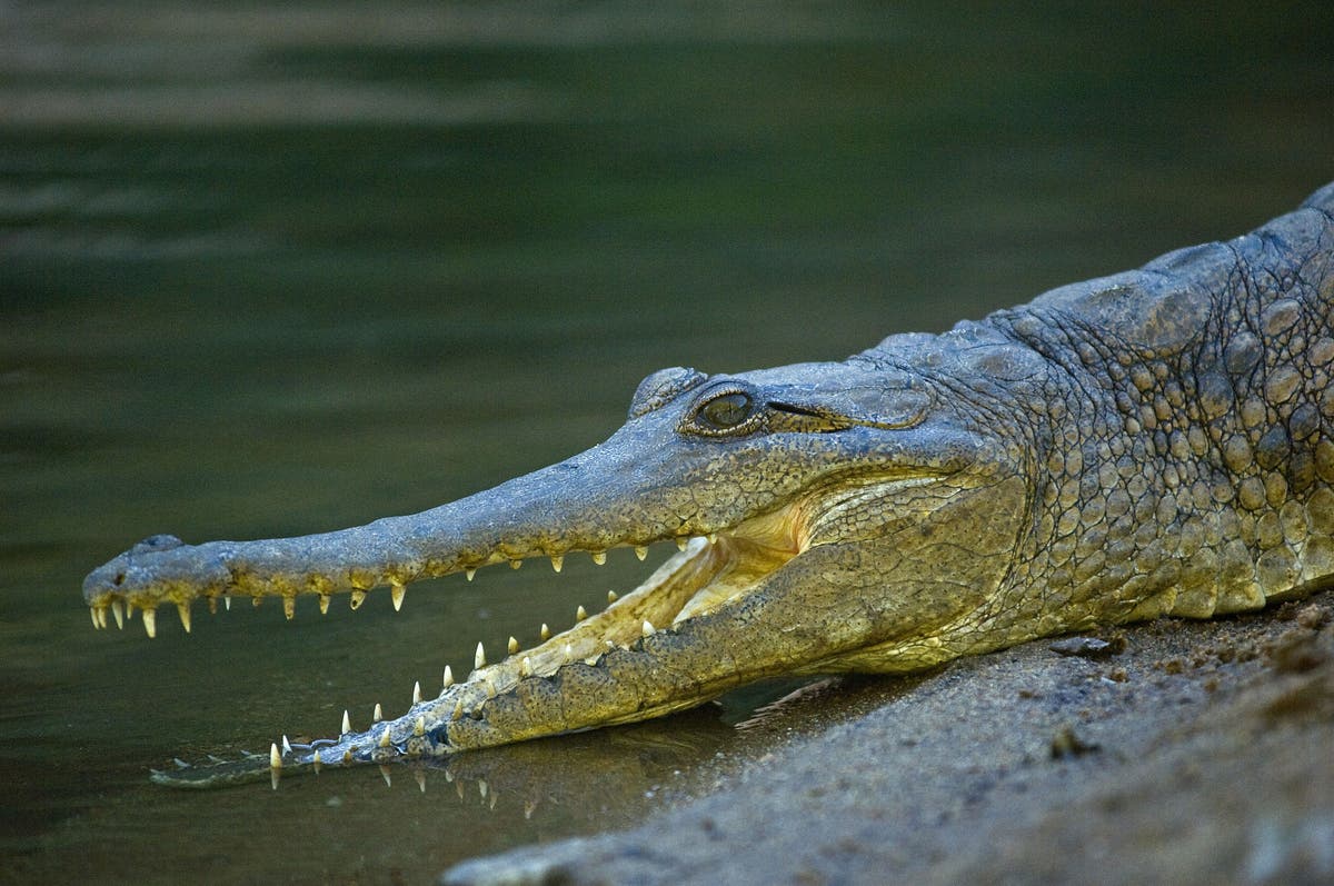 Australian man saves himself from gargantuan freshwater crocodile utilizing his ‘one factual hand’ – The Neutral