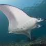 Komodo Nationwide Park is house to a pair of the sphere’s ultimate manta ray aggregations, ogle presentations