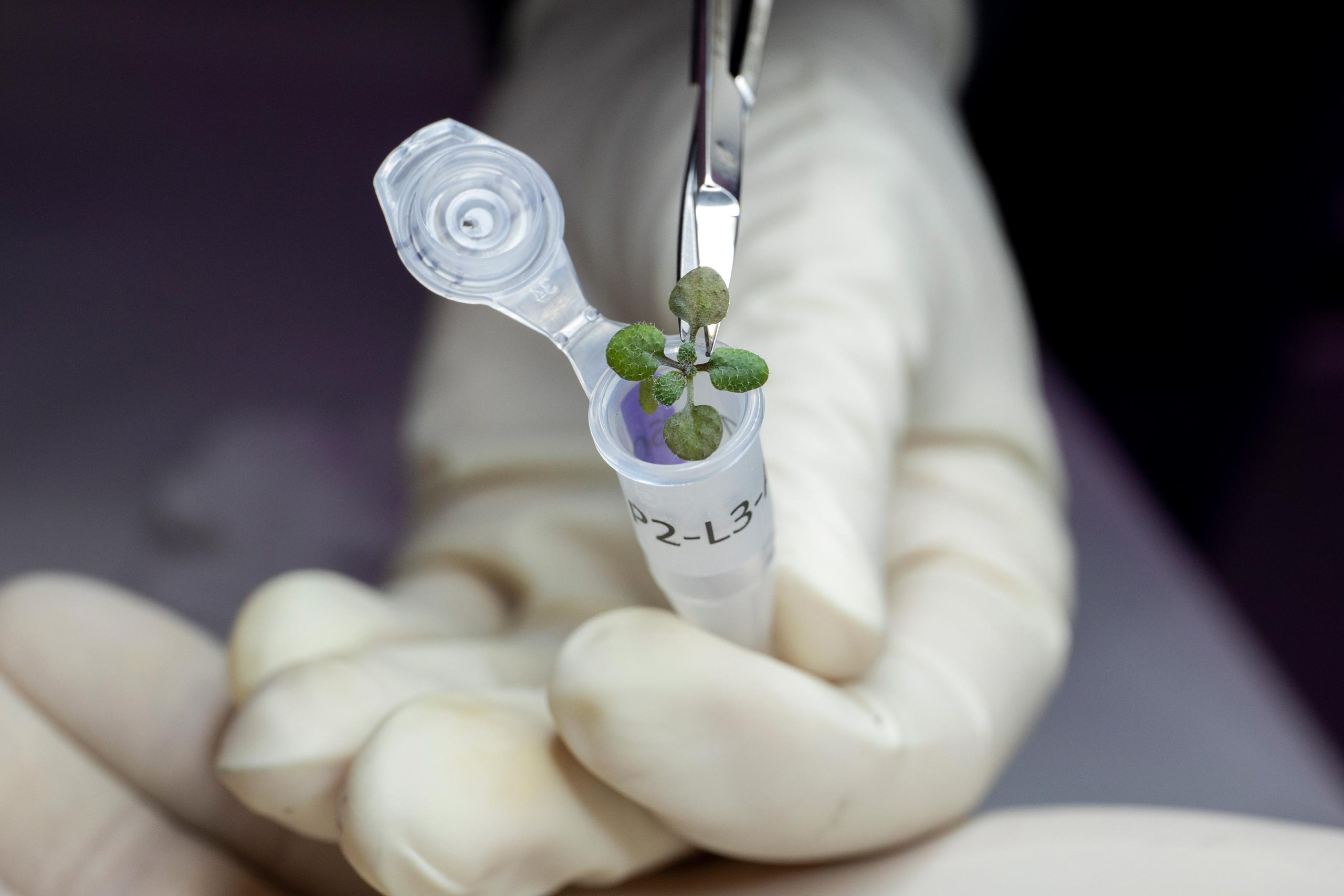 For the First Time Ever, Scientists Grow Flowers in Lunar Soil