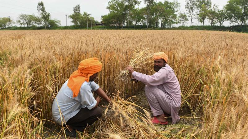 Wheat prices hit fable high after Indian export ban