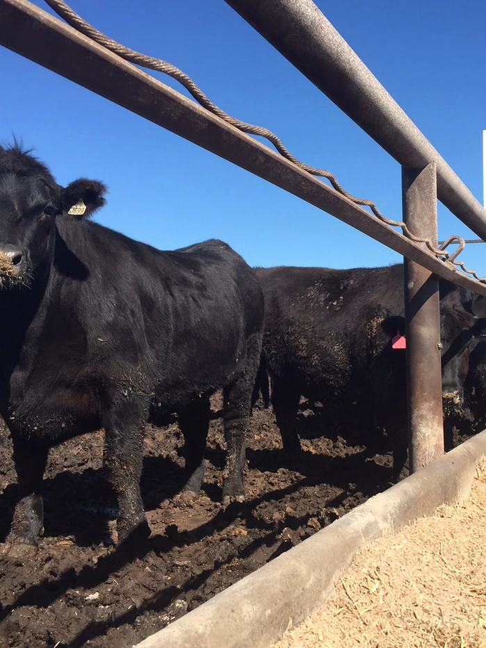 Startup aiming to chop farm animals methane with ‘inorganic bioactives’ resembling asparagopsis seaweed