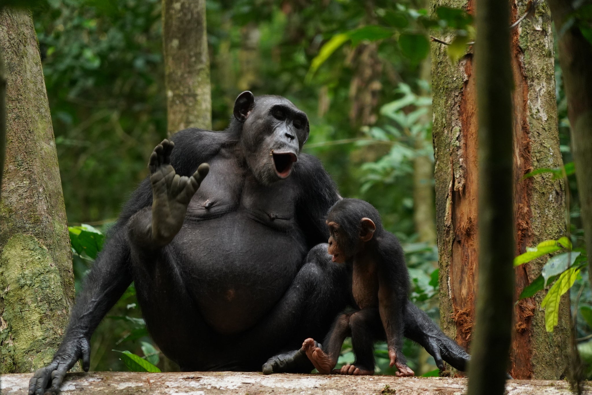 By combining screams, chimps appear to know 400 ‘phrases’