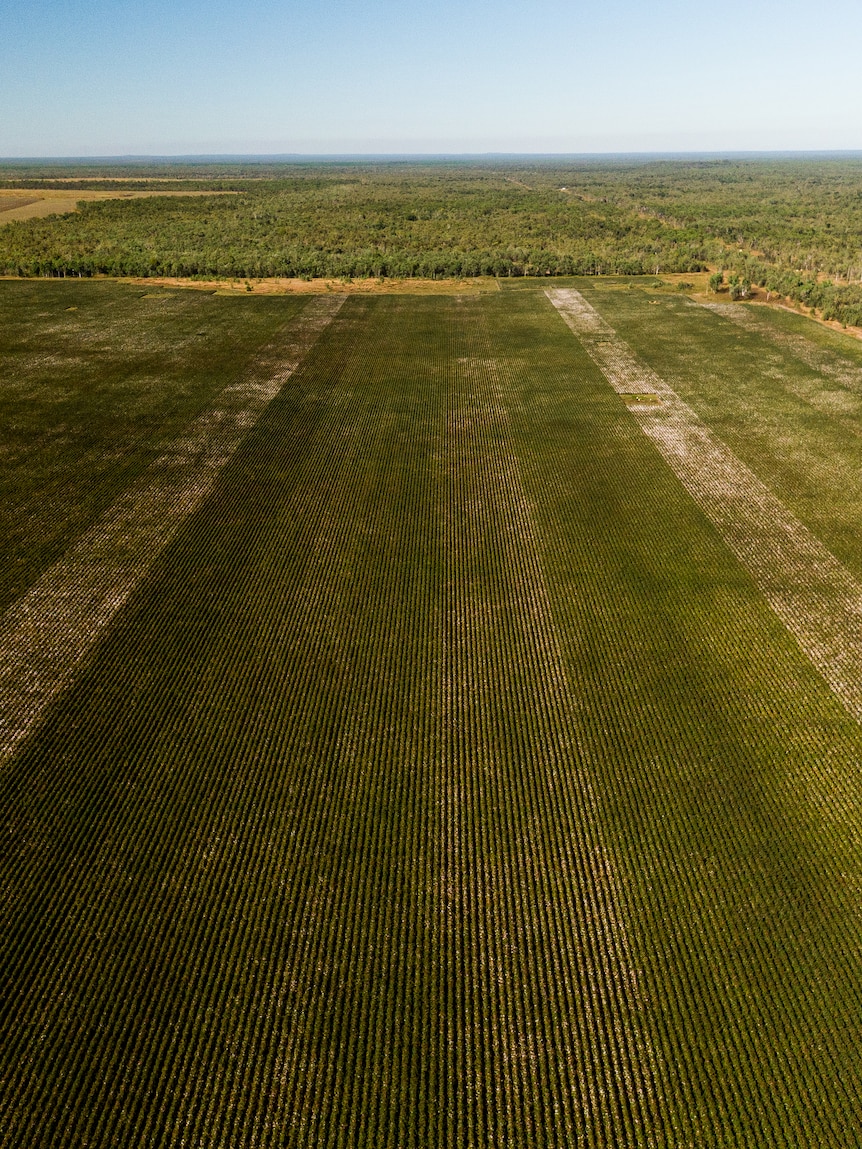 As NT farmers look to a brand novel ‘silver bullet’ slash, Katherine council weighs cotton alternate’s impacts on water